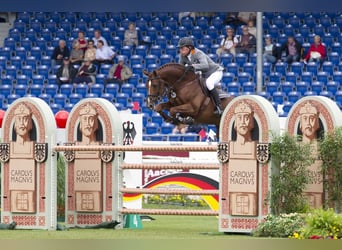 Westphalian, Mare, 8 years, 16,1 hh, Brown