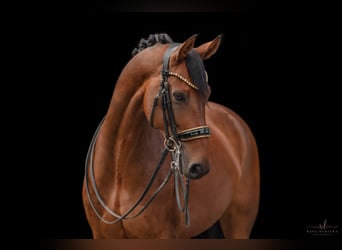 Westphalian, Mare, 8 years, 16,1 hh, Brown