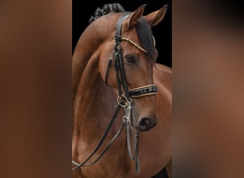 Westphalian, Mare, 8 years, 16,1 hh, Brown