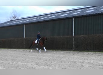 Westphalian, Mare, 8 years, 16,1 hh, Brown