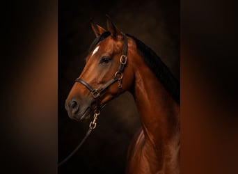 Westphalian, Mare, 8 years, 16.1 hh, Brown