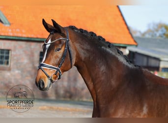 Westphalian, Mare, 8 years, 16.1 hh, Brown