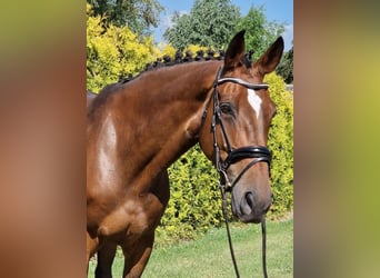 Westphalian, Mare, 8 years, 16.1 hh, Brown
