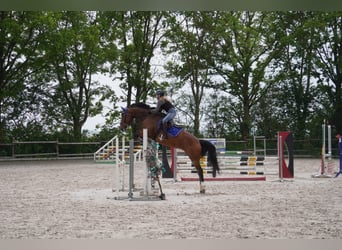 Westphalian, Mare, 8 years, 16.1 hh, Brown