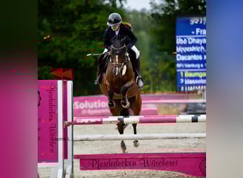 Westphalian, Mare, 8 years, 16.1 hh, Brown