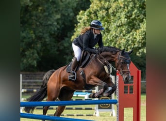 Westphalian, Mare, 8 years, 16.1 hh, Brown
