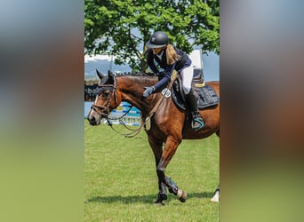 Westphalian, Mare, 8 years, 16.1 hh, Brown