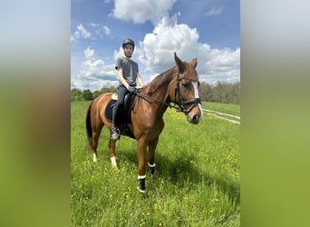 Westphalian, Mare, 8 years, 16,1 hh, Chestnut-Red