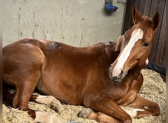 Westphalian, Mare, 8 years, 16,1 hh, Chestnut-Red