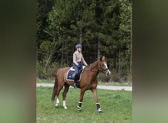 Westphalian, Mare, 8 years, 16,1 hh, Chestnut-Red