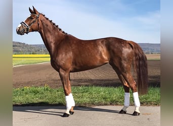 Westphalian, Mare, 8 years, 16,1 hh, Chestnut-Red