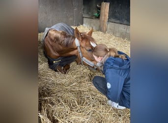 Westphalian, Mare, 8 years, 16,1 hh, Chestnut-Red