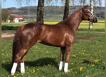 Westphalian, Mare, 8 years, 16,1 hh, Chestnut-Red