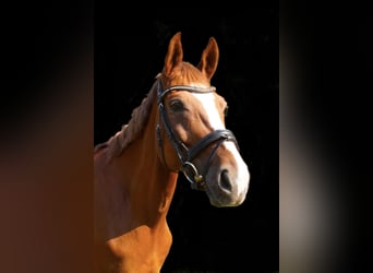 Westphalian, Mare, 8 years, 16,1 hh, Chestnut-Red