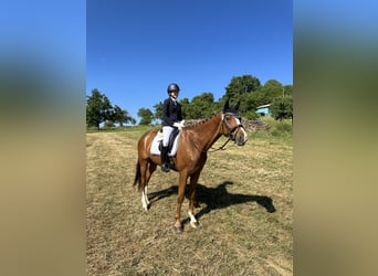 Westphalian, Mare, 8 years, 16,1 hh, Chestnut-Red