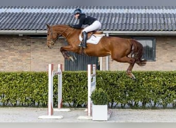 Westphalian, Mare, 8 years, 16,1 hh, Chestnut-Red