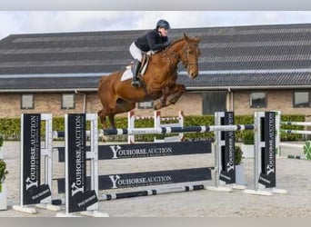 Westphalian, Mare, 8 years, 16,1 hh, Chestnut-Red