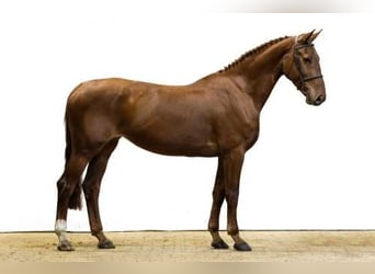 Westphalian, Mare, 8 years, 16,1 hh, Chestnut-Red