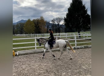 Westphalian, Mare, 8 years, 16.1 hh, Gray