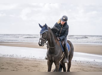 Westphalian, Mare, 8 years, 16.1 hh, Smoky-Black