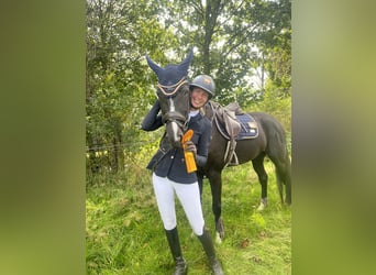 Westphalian, Mare, 8 years, 16.1 hh, Smoky-Black