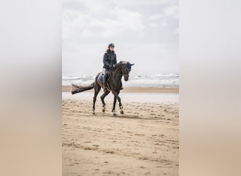 Westphalian, Mare, 8 years, 16.1 hh, Smoky-Black