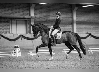 Westphalian, Mare, 8 years, 16.1 hh, Smoky-Black