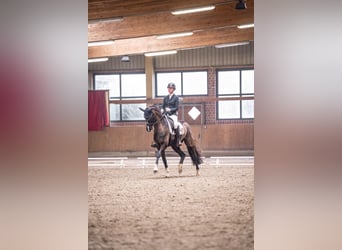 Westphalian, Mare, 8 years, 16.1 hh, Smoky-Black