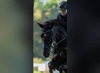 Westphalian, Mare, 8 years, 16,2 hh, Black