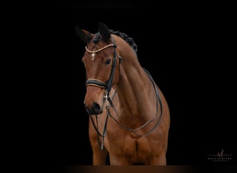 Westphalian, Mare, 8 years, 16,2 hh, Brown