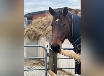 Westphalian, Mare, 8 years, 16.2 hh, Brown