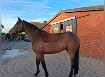 Westphalian, Mare, 8 years, 16.2 hh, Brown