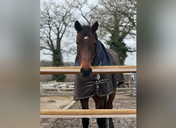 Westphalian, Mare, 8 years, 16.2 hh, Brown