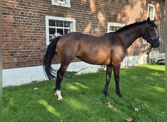 Westphalian, Mare, 8 years, 16,2 hh, Brown