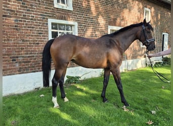 Westphalian, Mare, 8 years, 16,2 hh, Brown