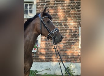 Westphalian, Mare, 8 years, 16,2 hh, Brown