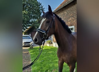 Westphalian, Mare, 8 years, 16,2 hh, Brown