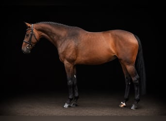 Westphalian, Mare, 8 years, 16.2 hh, Brown
