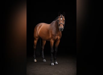 Westphalian, Mare, 8 years, 16.2 hh, Brown