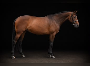 Westphalian, Mare, 8 years, 16.2 hh, Brown