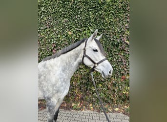 Westphalian, Mare, 8 years, 16.2 hh, Grey