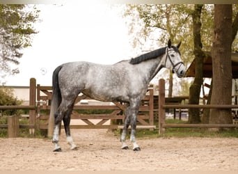 Westphalian, Mare, 8 years, 16.3 hh, Grey