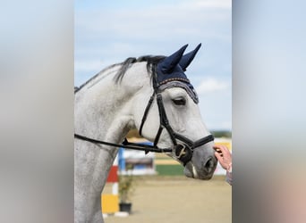Westphalian, Mare, 8 years, 16.3 hh, Grey