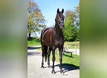 Westphalian, Mare, 8 years, 16.3 hh, Smoky-Black