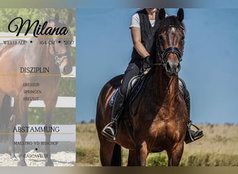Westphalian, Mare, 8 years, 16 hh, Bay-Dark