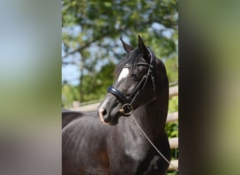 Westphalian, Mare, 8 years, 16 hh, Black