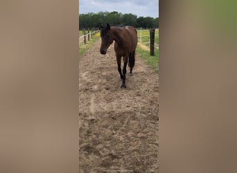 Westphalian, Mare, 8 years, 16 hh, Brown
