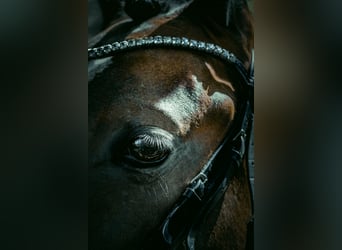 Westphalian, Mare, 8 years, 16 hh, Brown