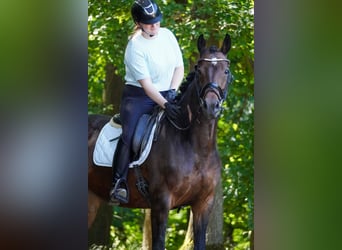 Westphalian, Mare, 8 years, 16 hh, Brown