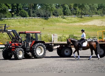 Westphalian, Mare, 8 years, 16 hh, Brown